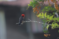 Pyrocephalus rubinus