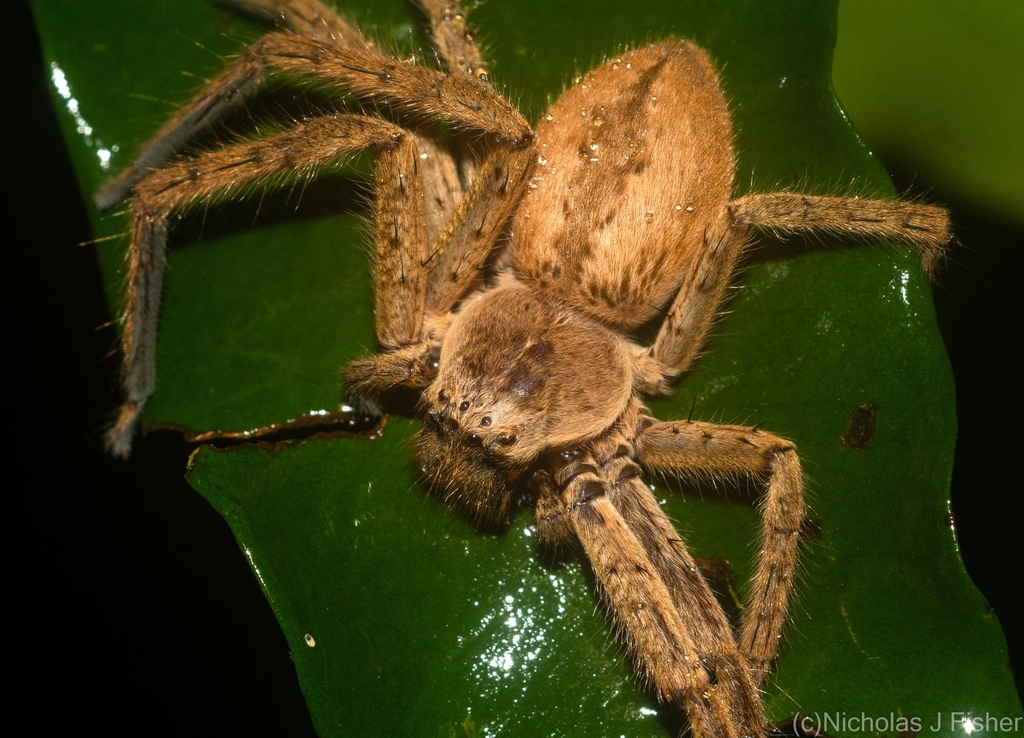 Fireback Huntsman Spider