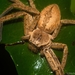 Fireback Huntsman Spider - Photo (c) Nicholas John Fisher, some rights reserved (CC BY-NC), uploaded by Nicholas John Fisher