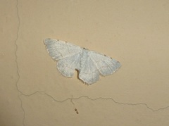 Stegania trimaculata