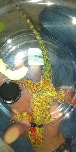 Salvin's Spiny Lizard, Sceloporus salvini