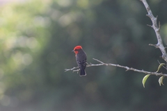 Pyrocephalus rubinus