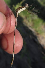 Lestes pinheyi
