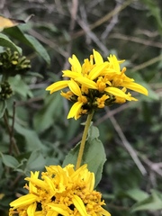 Aldama glomerata glomerata