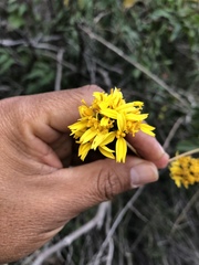 Aldama glomerata glomerata
