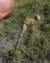 Orthetrum machadoi