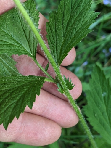 Image of Geum laciniatum by (c) Tom Sisan, some rights reserved (CC BY-SA)