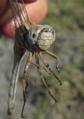 Orthetrum machadoi