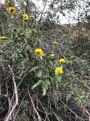 Aldama glomerata glomerata