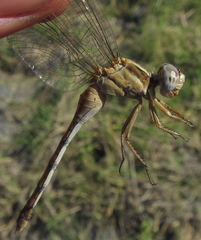 Orthetrum machadoi