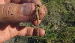 Orthetrum machadoi