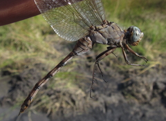 Orthetrum robustum