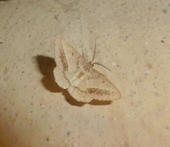 Isturgia arenacearia