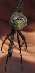 Orthetrum robustum