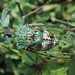 Green Shield Cicada - Photo (c) Lucas Rubio, some rights reserved (CC BY), uploaded by Lucas Rubio