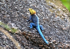 Agama kirkii