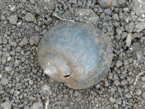 Pila occidentalis