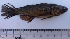 Dormitator maculatus