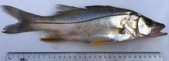 Black Snook photo 2
