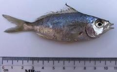 Eucinostomus argenteus
