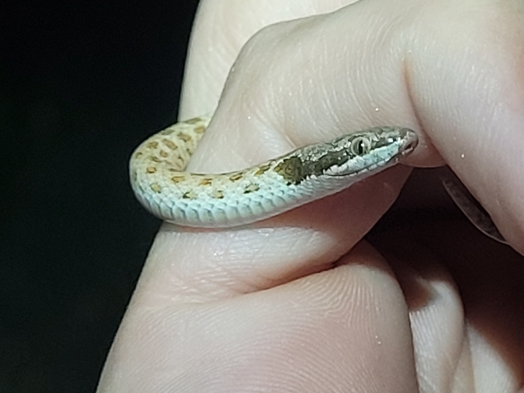 Great Basin Nightsnake