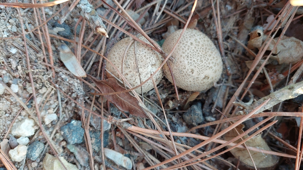 Scleroderma citrinum · June 2023 · photo: © carlosvidigal (iNaturalist, cc-by-sa)
