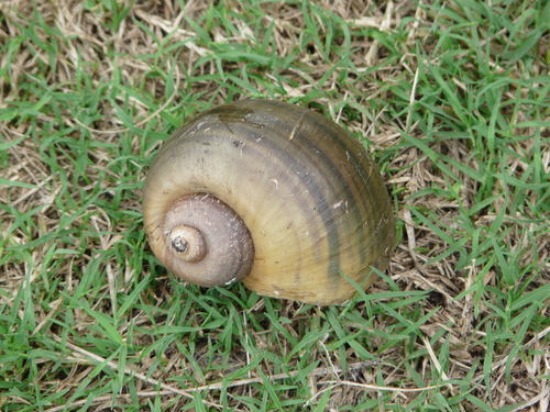 Pomacea paludosa