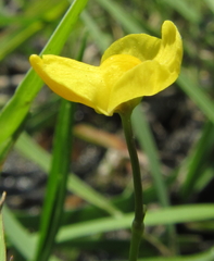 Utricularia gibba image