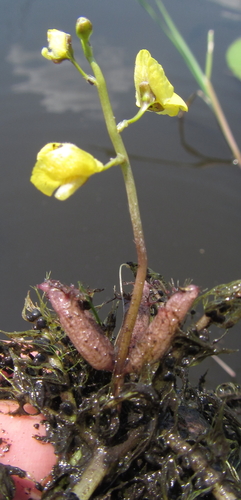 Image of Utricularia stellaris by (c) Robert Taylor, some rights reserved (CC BY)