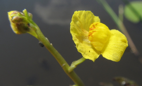 Image of Utricularia stellaris by (c) Robert Taylor, some rights reserved (CC BY)