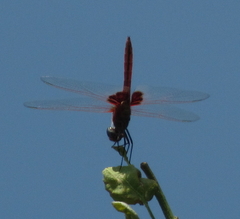 Urothemis assignata