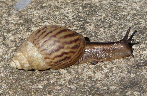 Achatina schinziana