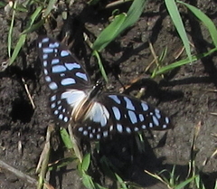 Graphium leonidas leonidas