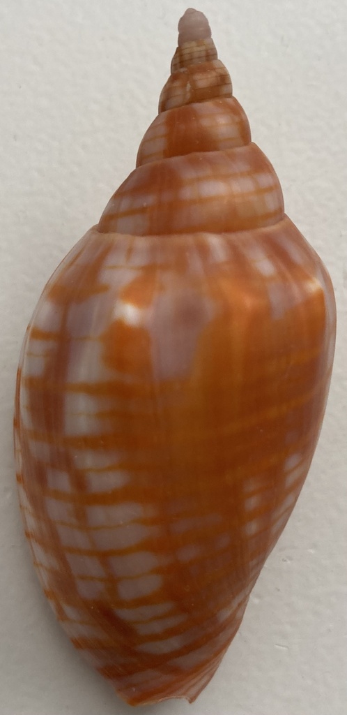 Harpulina arausiaca