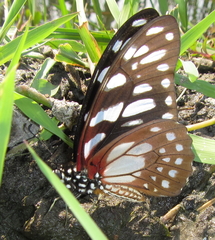 Graphium leonidas leonidas
