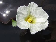 Ottelia ulvifolia