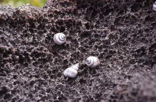 Littoraria mauritiana