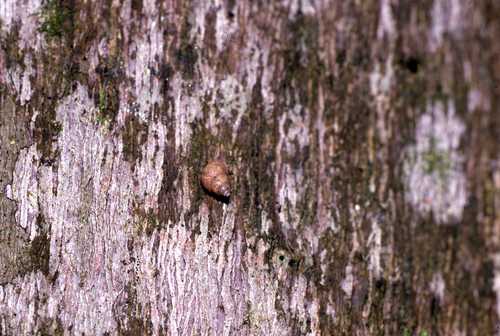 Omphalotropis albolabris