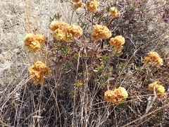 Eriogonum douglasii