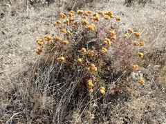 Eriogonum douglasii