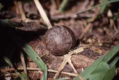 Pachystyla bicolor