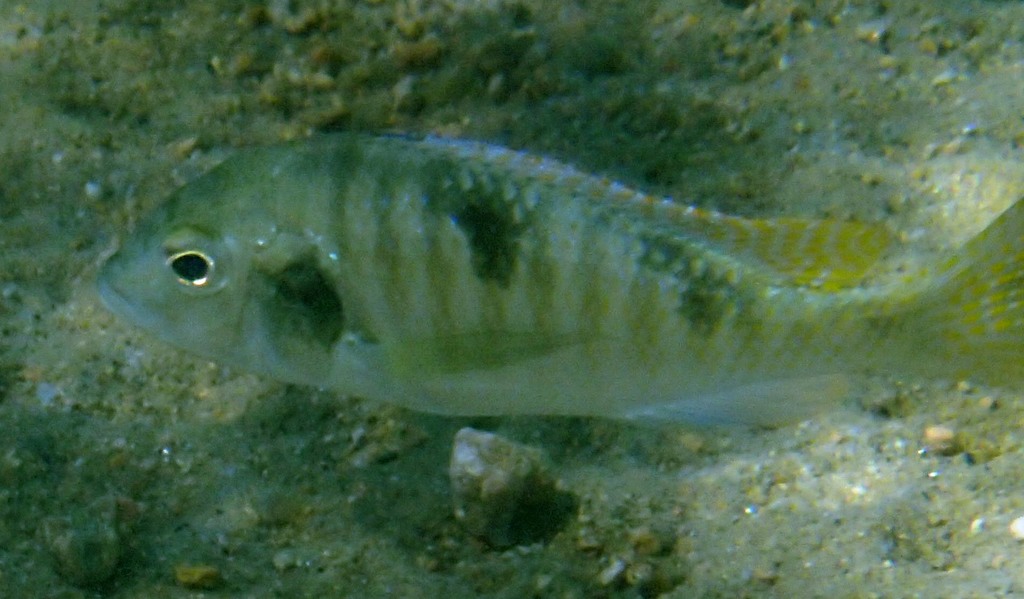 Snail-eating cichlid (Trematocranus placodon) — Cichlidae