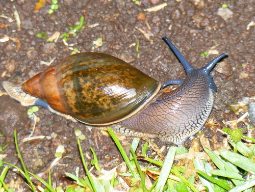Spiraxidae