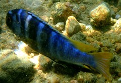 Tropheops microstoma