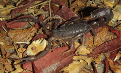 Parabuthus granulatus