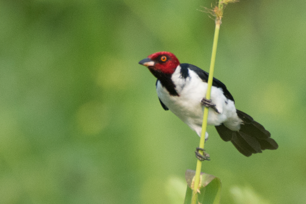 Red-capped Cardinal (Sam José, Itenez) · iNaturalist