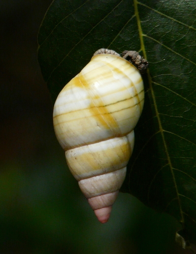 Liguus fasciatus