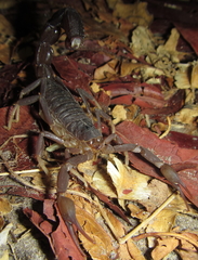 Parabuthus granulatus