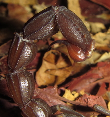 Parabuthus granulatus