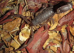 Parabuthus granulatus